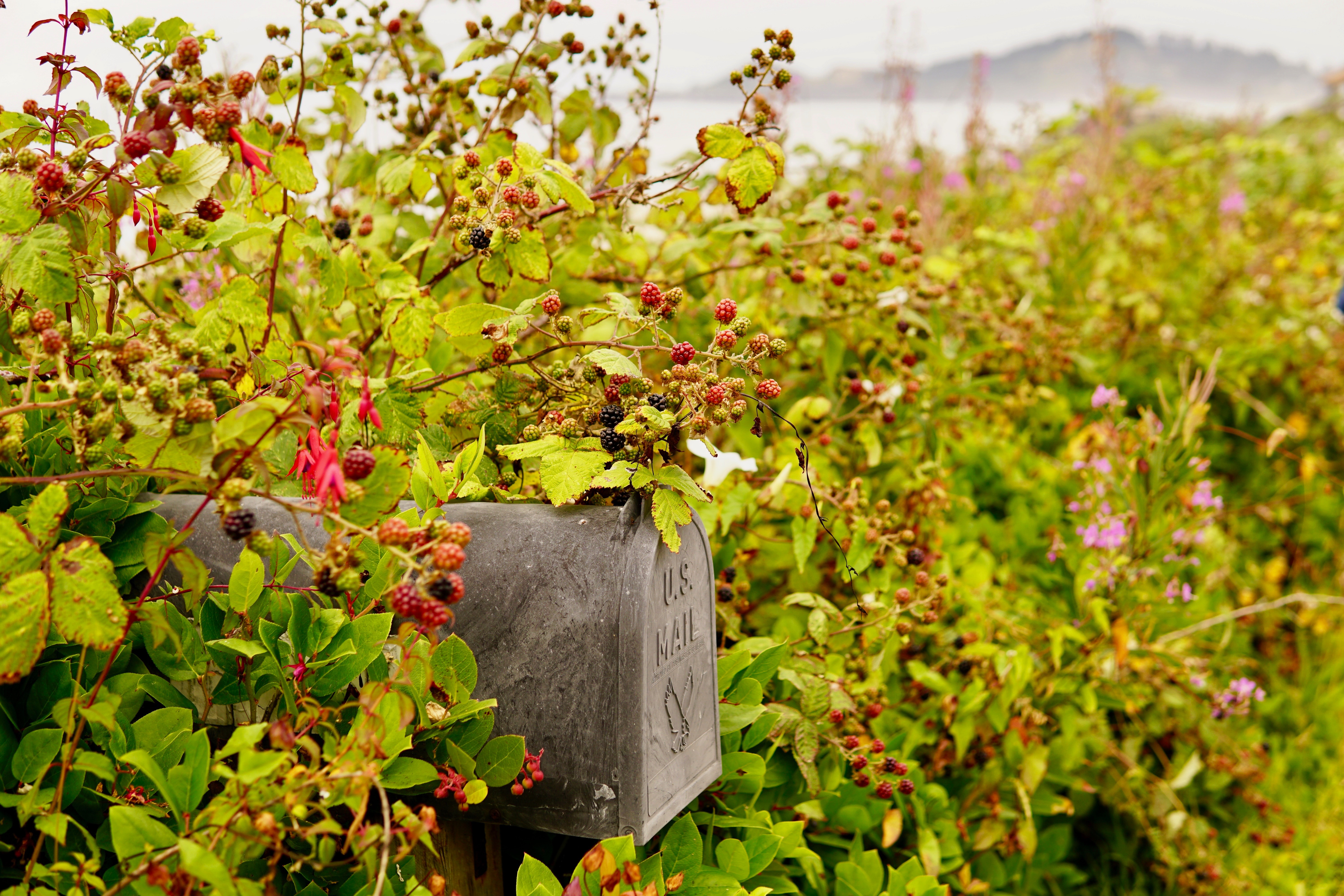 Image of a mailbox surrounded by blackberry bushes